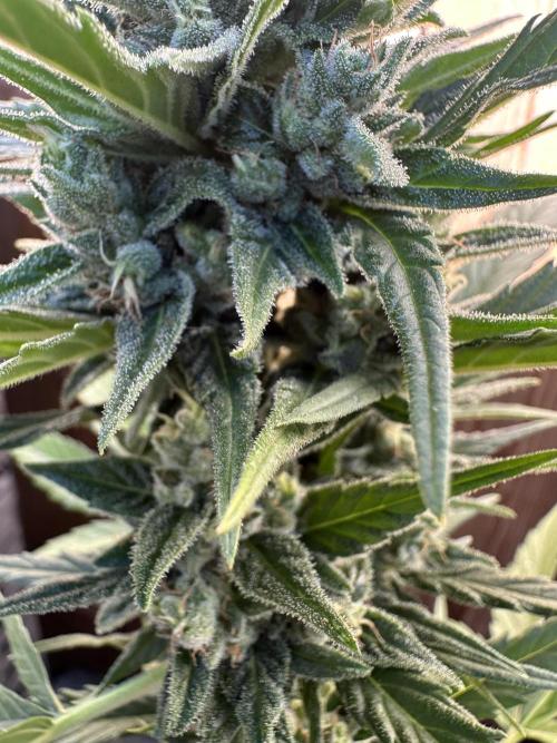 Slime Machine Outdoor Grow. Week 10