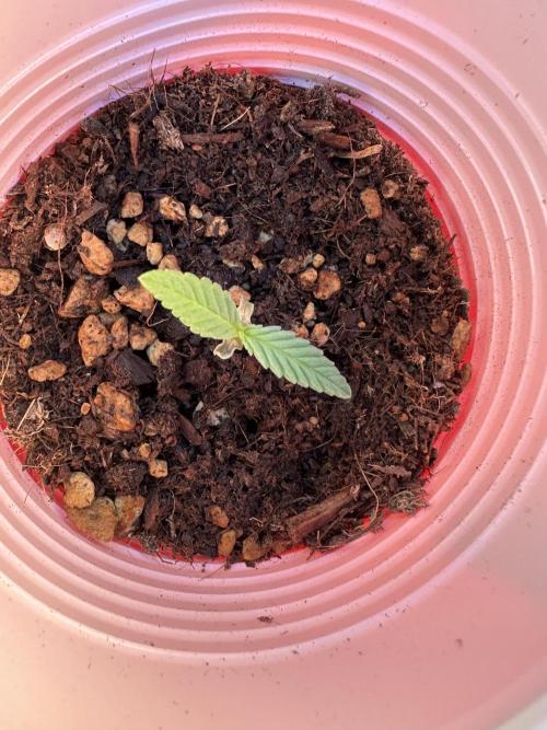 Bubblegum Auto Outdoor. Week 1