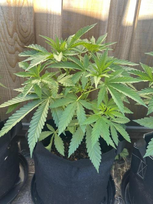 Genius Juice x C99 Outdoor Grow. Week 6