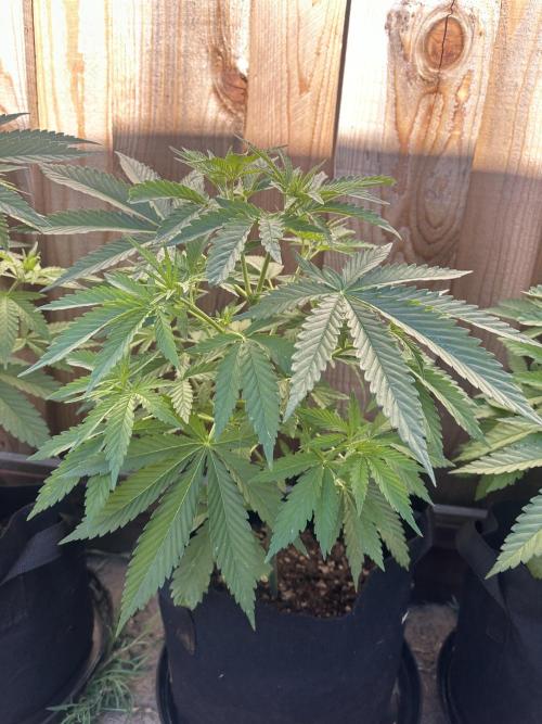 Genius Juice x C99 Outdoor Grow. Week 6