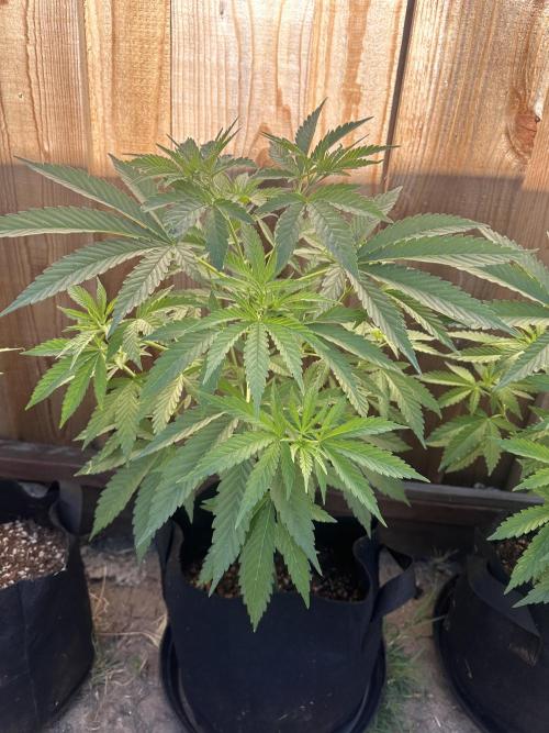 Genius Juice x C99 Outdoor Grow. Week 6