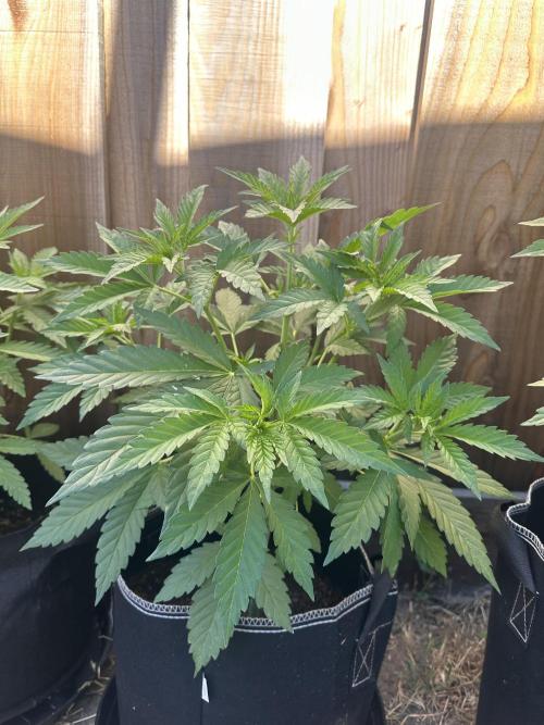 Fast Buds Mix Pack FF Outdoor. Week 6