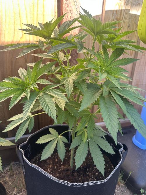 Gorilla Melon Outdoor Grow. Week 6