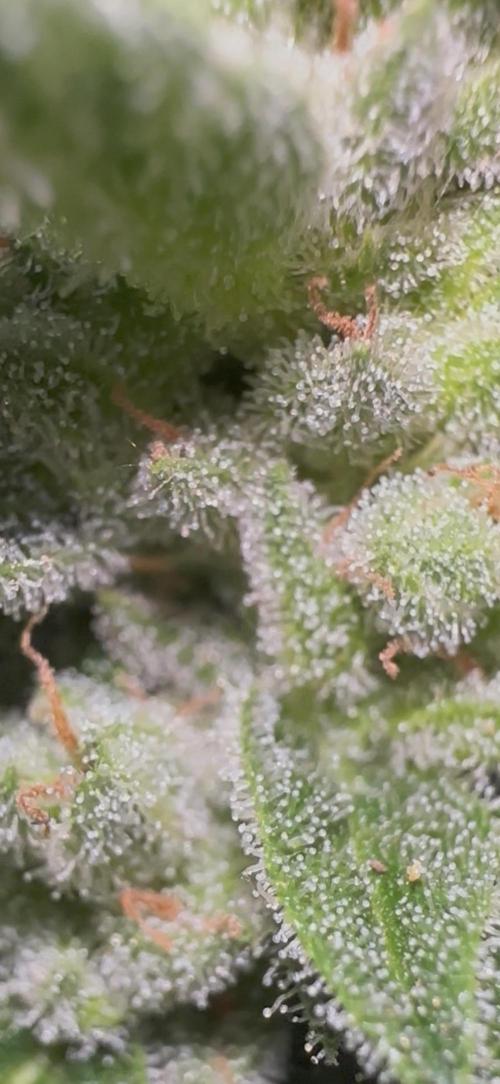 Slime Machine Outdoor Grow. Week 10