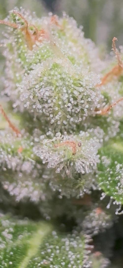Slime Machine Outdoor Grow. Week 10