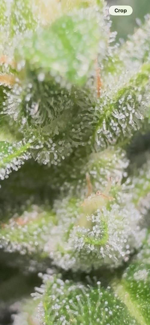 Slime Machine Outdoor Grow. Week 10