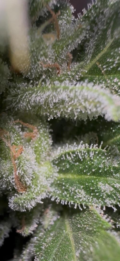 Slime Machine Outdoor Grow. Week 10