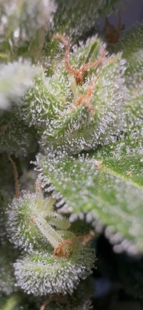 Slime Machine Outdoor Grow. Week 10