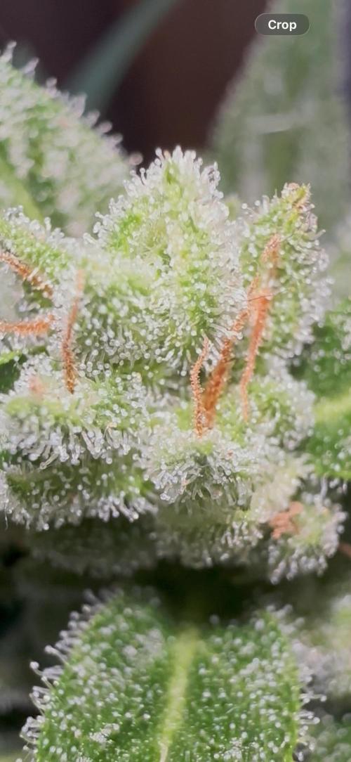 Slime Machine Outdoor Grow. Week 10