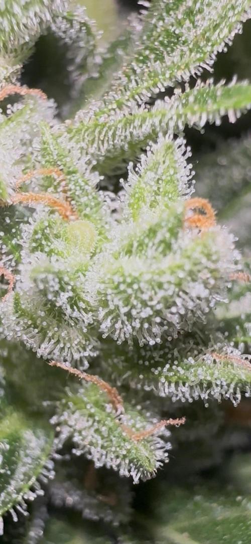 Slime Machine Outdoor Grow. Week 10