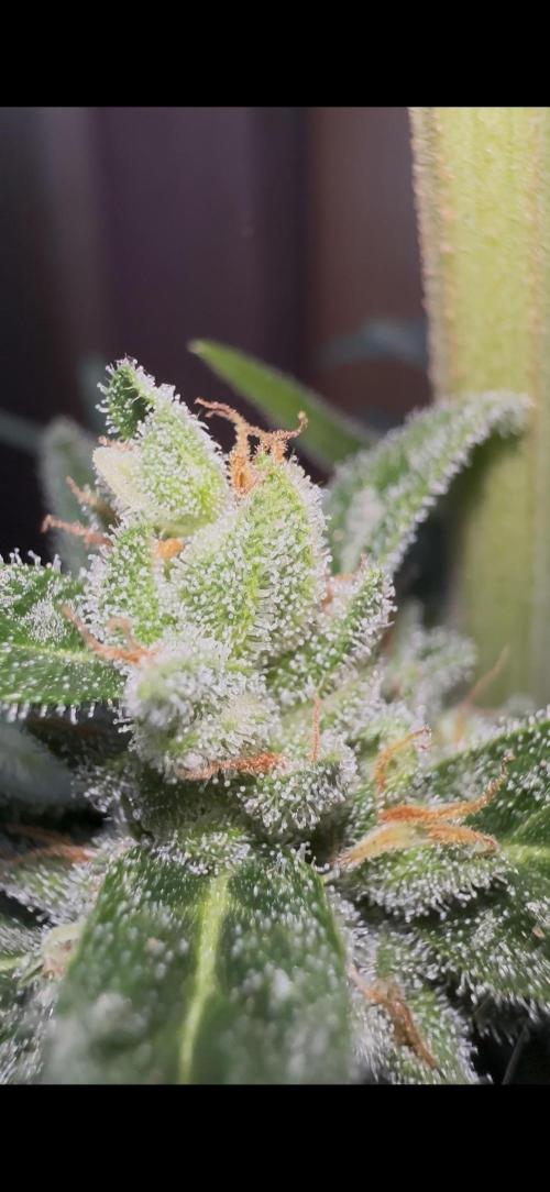 Slime Machine Outdoor Grow. Week 10