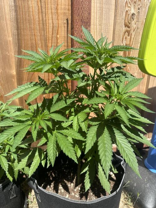 Gorilla Melon Outdoor Grow. Week 7