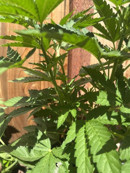 Gorilla Melon Outdoor Grow. Week 7