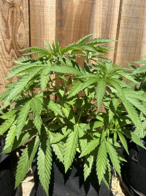 Genius Juice x C99 Outdoor Grow. Week 7
