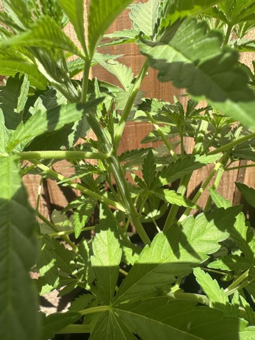 Genius Juice x C99 Outdoor Grow. Week 7