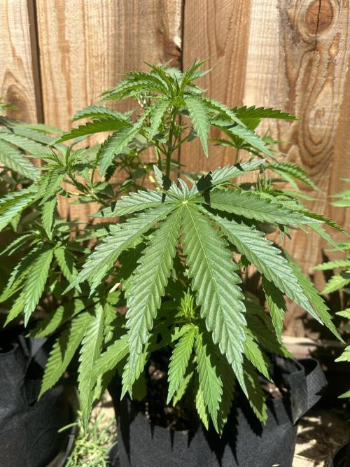 Genius Juice x C99 Outdoor Grow. Week 7