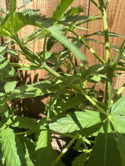 Genius Juice x C99 Outdoor Grow. Week 7