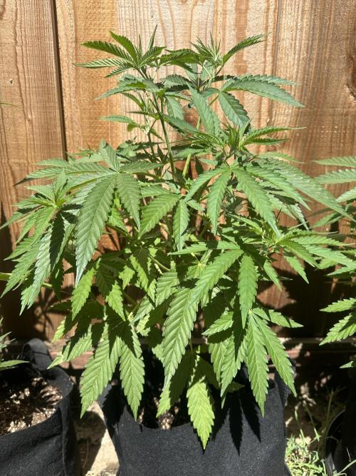 Genius Juice x C99 Outdoor Grow. Week 7