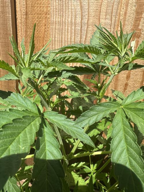 Genius Juice x C99 Outdoor Grow. Week 7
