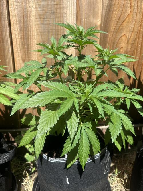 Fast Buds Mix Pack FF Outdoor. Week 7