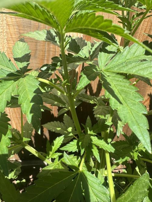 Fast Buds Mix Pack FF Outdoor. Week 7