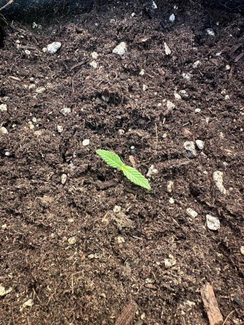BubbleGum Auto. Week 2