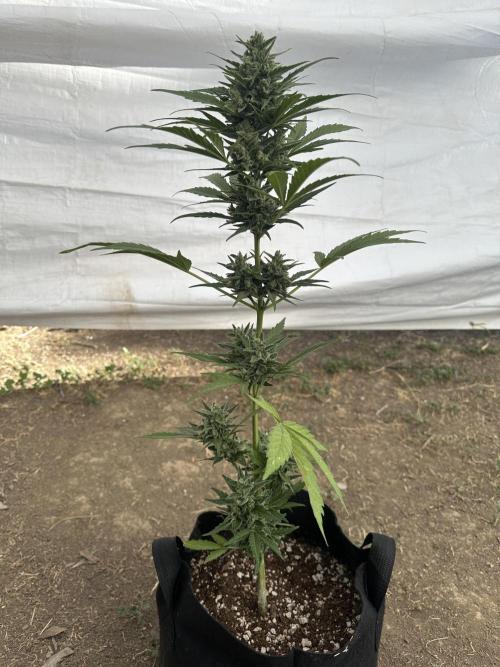 Slime Machine Outdoor Grow. Week 11