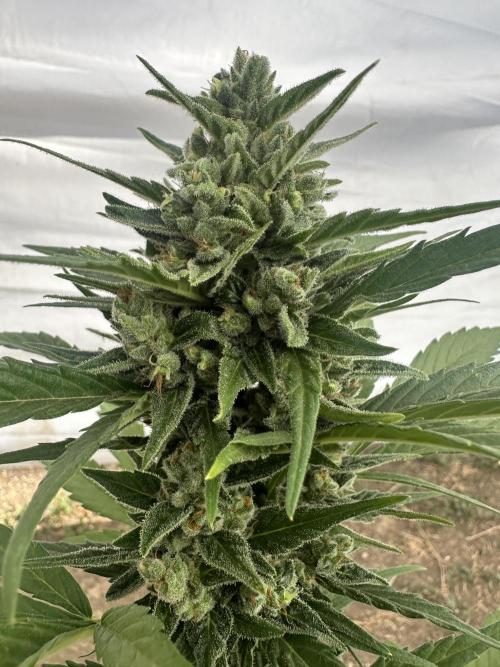 Slime Machine Outdoor Grow. Week 11