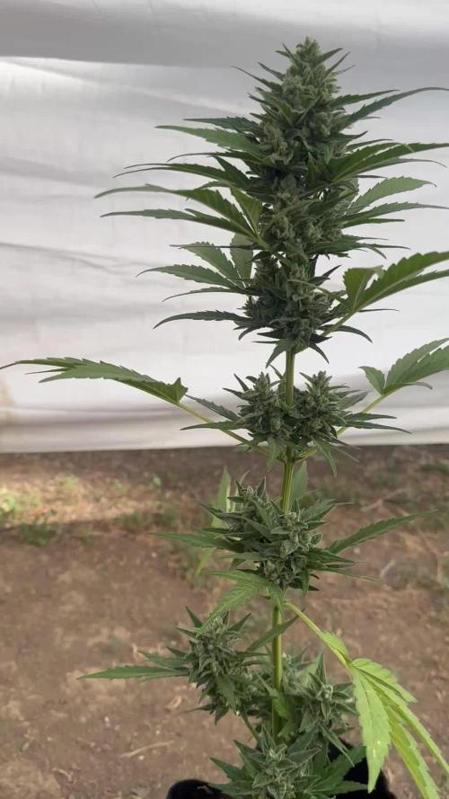 Slime Machine Outdoor Grow