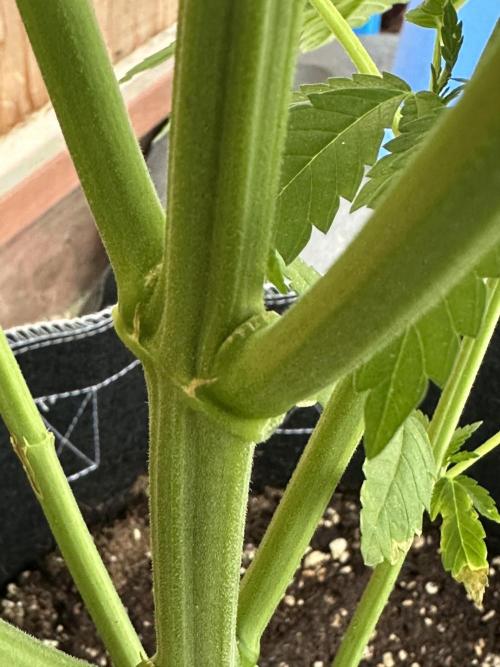 Gorilla Melon Outdoor Grow. Week 8