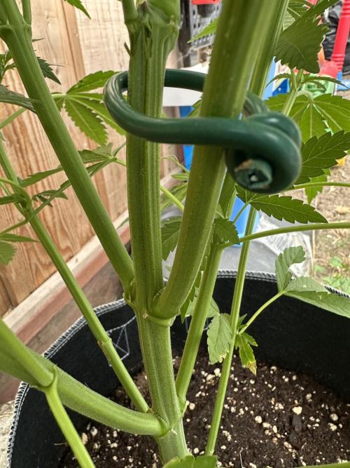 Gorilla Melon Outdoor Grow. Week 8