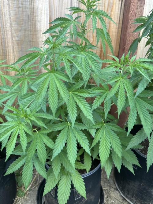 Fast Buds Mix Pack FF Outdoor. Week 8