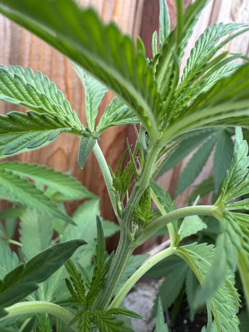 Fast Buds Mix Pack FF Outdoor. Week 8