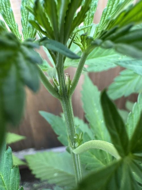 Fast Buds Mix Pack FF Outdoor. Week 8