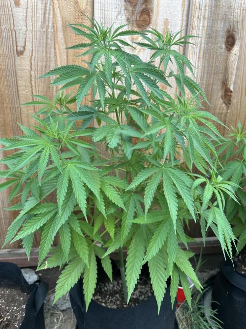 Genius Juice x C99 Outdoor Grow. Week 8