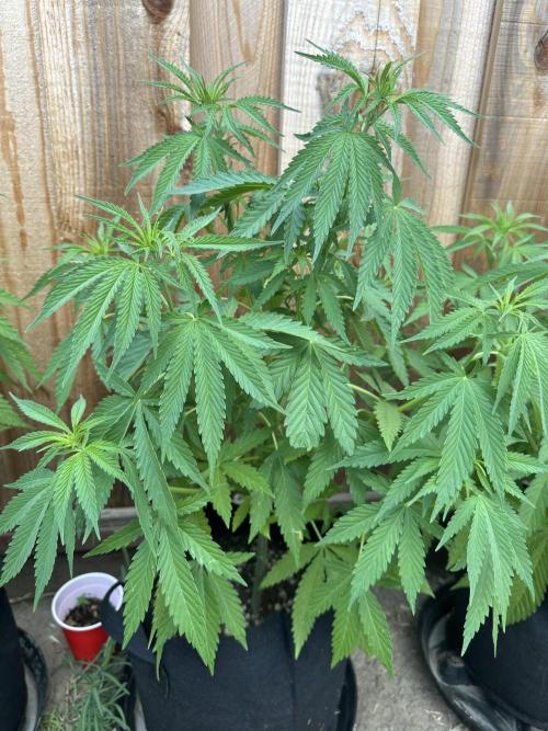 Genius Juice x C99 Outdoor Grow. Week 8