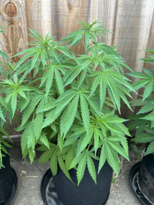 Genius Juice x C99 Outdoor Grow. Week 8