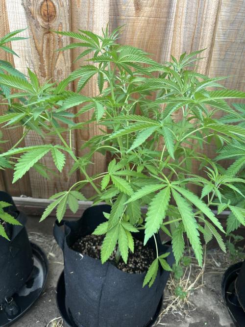 Genius Juice x C99 Outdoor Grow. Week 8