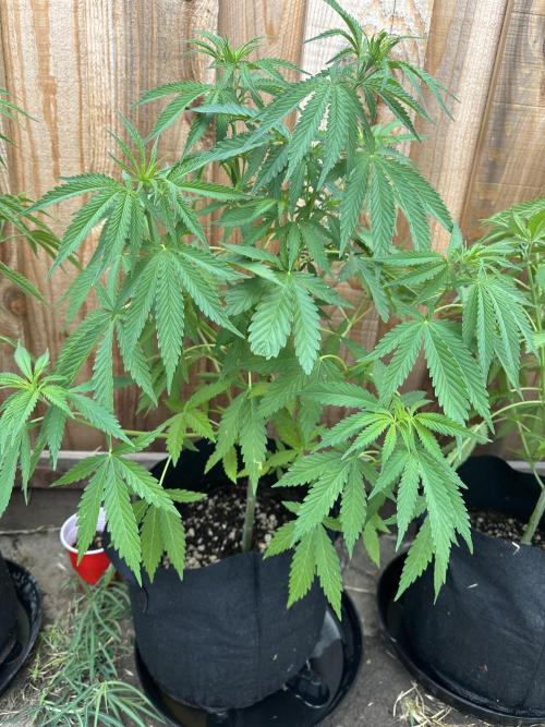 Genius Juice x C99 Outdoor Grow. Week 8