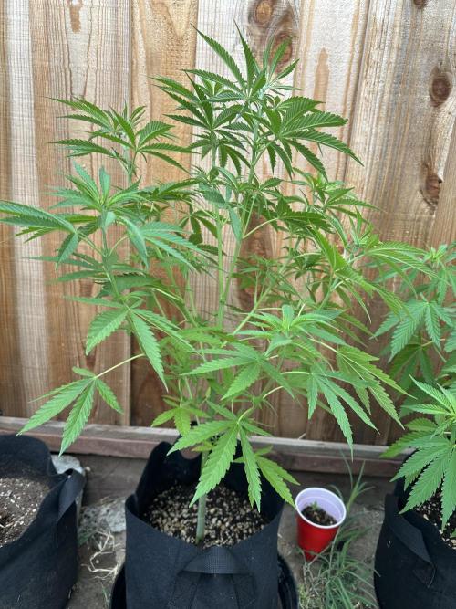 Genius Juice x Cinderella 99. Week 8