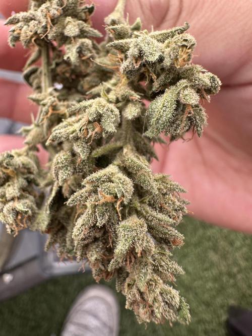 Slime Machine Outdoor Grow. Week 11