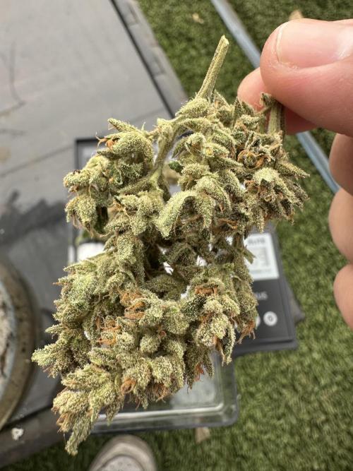 Slime Machine Outdoor Grow. Week 11