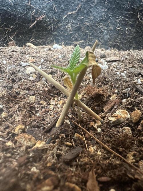 BubbleGum Auto. Week 3