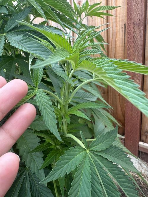 Gorilla Melon Outdoor Grow. Week 9