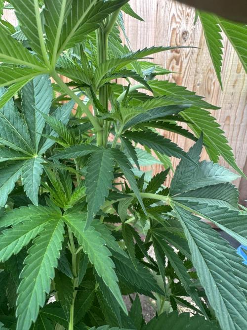 Gorilla Melon Outdoor Grow. Week 9