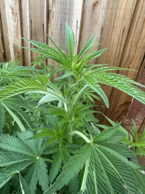 Gorilla Melon Outdoor Grow. Week 9