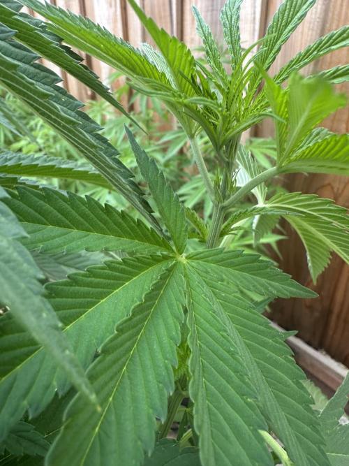 Gorilla Melon Outdoor Grow. Week 9