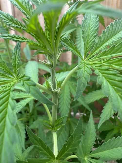 Fast Buds Mix Pack FF Outdoor. Week 9