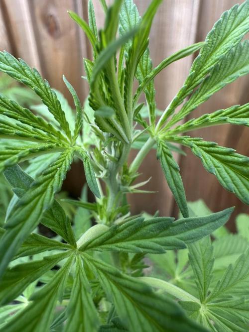 Fast Buds Mix Pack FF Outdoor. Week 9