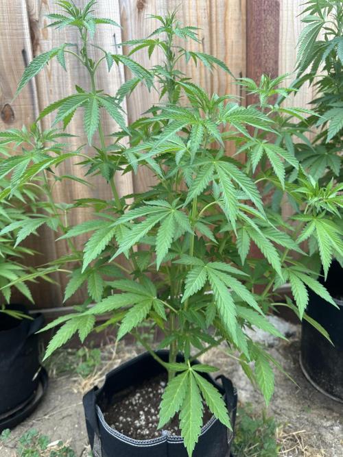 Fast Buds Mix Pack FF Outdoor. Week 9